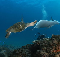 Gold Coast Try-Scuba Experience at Cook Island Aquatic Reserve - Tourism Gold Coast