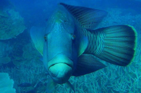 Great Barrier Reef Luxury Expedition Cruise Cabin Booking 7 Days 6 Night - Tourism Gold Coast 3