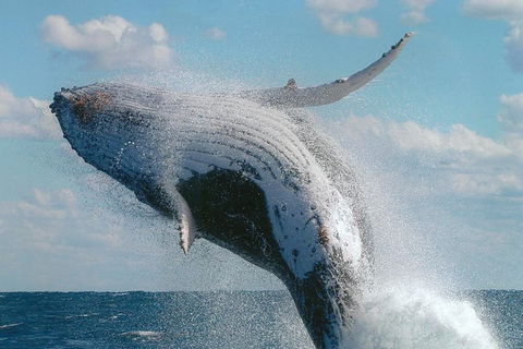 Great Barrier Reef Luxury Expedition Cruise Cabin Booking 7 Days 6 Night - Tourism Gold Coast 7