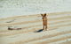 Dingos 3 Day Tag Along Fraser Island 4WD Adventure - thumb 1