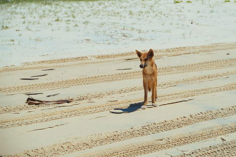 Dingos 3 Day Tag Along Fraser Island 4WD Adventure - Tourism Gold Coast 1