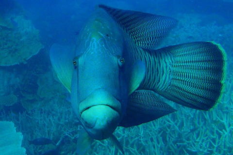 Great Barrier Reef Private Expedition Cruise (min 4 Day Max 8 Guests) - Tourism Gold Coast 7