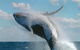Great Barrier Reef Private Expedition Cruise (min 4 Day Max 8 Guests) - thumb 4