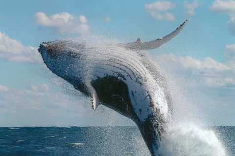 Great Barrier Reef Private Expedition Cruise (min 4 Day Max 8 Guests) - Tourism Gold Coast 4