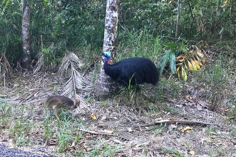 Daintree Luxury Limousine Tour - Full Day - Tourism Gold Coast 8