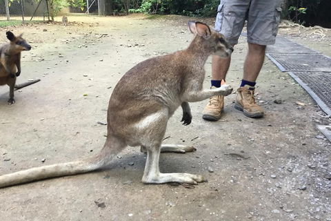 Daintree Luxury Limousine Tour - Full Day - Tourism Gold Coast 10