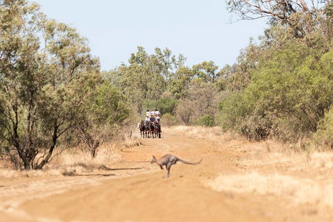 Cobb And Co Stagecoach Experience - Tourism Gold Coast 5