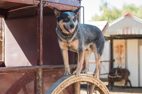 Cobb And Co Stagecoach Experience - Tourism Gold Coast 3