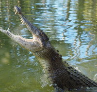 The adventure begins at Hartley's the best crocodile show in Australia - Tourism Gold Coast