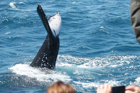 Half-Day Whale Watching In Urangan - Gold Coast 2
