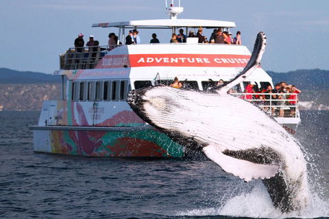 Half-Day Whale Watching In Urangan - Gold Coast 0