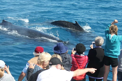 Half-Day Whale Watching In Urangan - Gold Coast 4