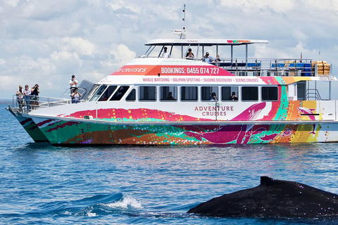 Half-Day Whale Watching In Urangan - Gold Coast 1
