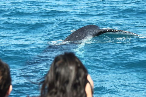 Half-Day Whale Watching In Urangan - Gold Coast 7