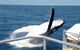 Half-Day Whale Watching In Urangan - thumb 3