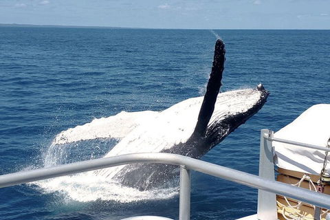 Half-Day Whale Watching In Urangan - Gold Coast 3