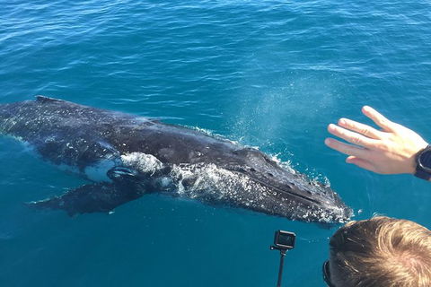 Half-Day Whale Watching In Urangan - Gold Coast 6