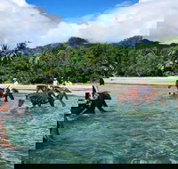 Afternoon Beach Horse Ride in Cape Tribulation - Tourism Gold Coast