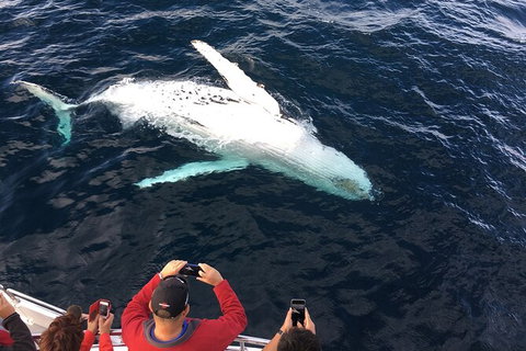PRIVATE Whale Watching Tour - Up To 11 People In Your Group - Tourism Gold Coast 1