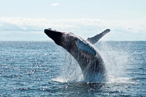 PRIVATE Whale Watching Tour - Up To 11 People In Your Group - Tourism Gold Coast 0