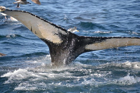 PRIVATE Whale Watching Tour - Up To 11 People In Your Group - Tourism Gold Coast 2