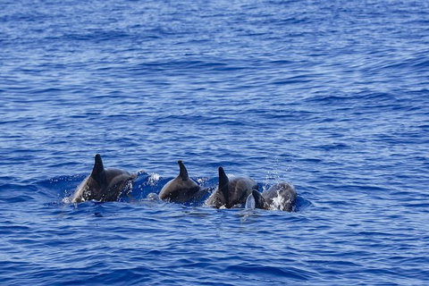 PRIVATE Whale Watching Tour - Up To 11 People In Your Group - Tourism Gold Coast 3