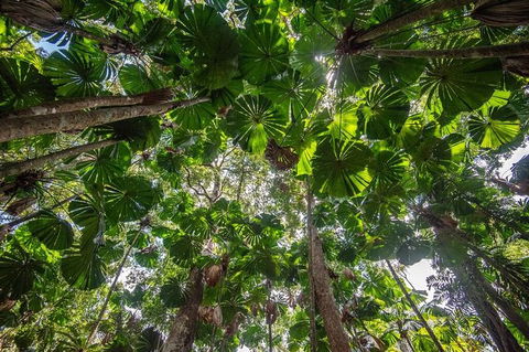 5 Day Australia Retreat: Queensland Daintree - Tourism Gold Coast 4