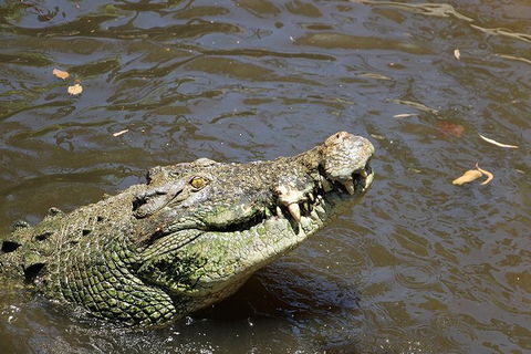 Virtual Interactive Australian Wildlife Tour With Private Guide-Wildlife Habitat - Tourism Gold Coast 2