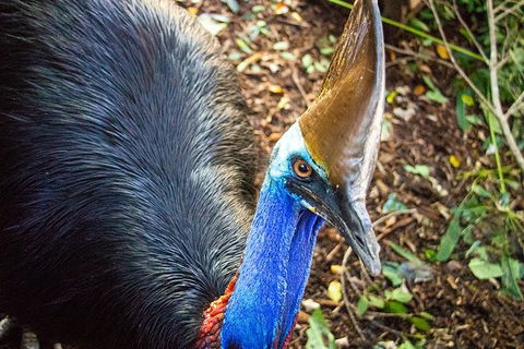 Virtual Interactive Australian Wildlife Tour With Private Guide-Wildlife Habitat - Tourism Gold Coast 5