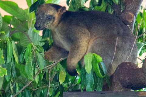 Virtual Interactive Australian Wildlife Tour With Private Guide-Wildlife Habitat - Tourism Gold Coast 1