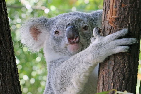 Virtual Interactive Australian Wildlife Tour With Private Guide-Wildlife Habitat - Tourism Gold Coast 0