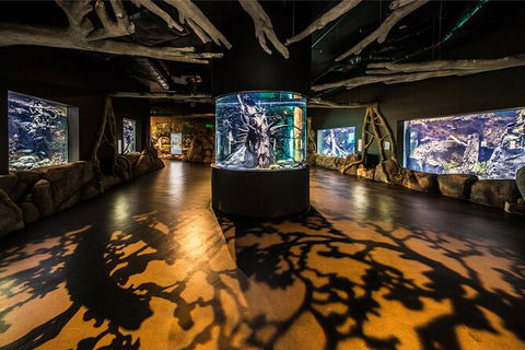 Cairns Aquarium Tour By Twilight With Drink And Appetiser - Tourism Gold Coast 4