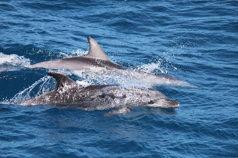 Sandy Straits Scenic & Wildlife Cruise - Gold Coast 1
