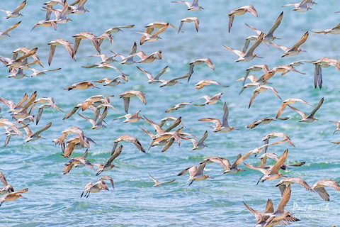 Sandy Straits Scenic & Wildlife Cruise - Gold Coast 4