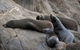 Kangaroo Island Ocean Safari - Snorkeling Safari - thumb 7