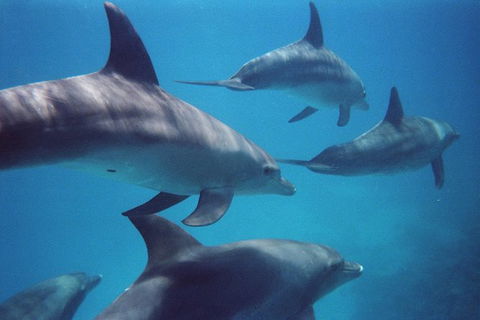 Kangaroo Island Ocean Safari - Snorkeling Safari - Tourism Gold Coast 3