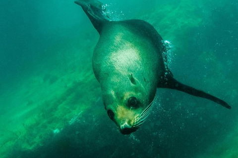 Kangaroo Island Ocean Safari - Snorkeling Safari - Tourism Gold Coast 5