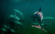 Kangaroo Island Ocean Safari - Snorkeling Safari - thumb 1