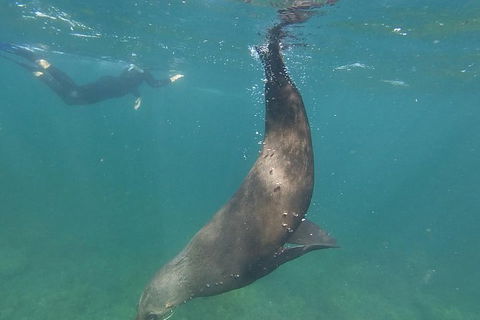 Kangaroo Island Ocean Safari - Snorkeling Safari - Tourism Gold Coast 6