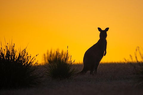 Kangaroo Island Luxury Small Group \'Flinders Chase Focus\' Full Day Tour - Tourism Gold Coast 4