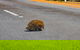 Kangaroo Island Luxury Small Group \'Flinders Chase Focus\' Full Day Tour - thumb 7