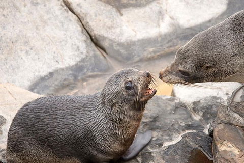 Kangaroo Island Luxury Small Group \'Flinders Chase Focus\' Full Day Tour - Tourism Gold Coast 5
