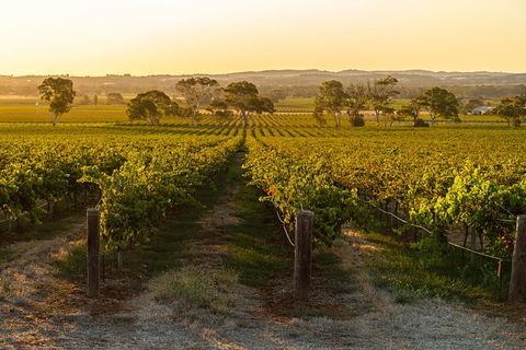 Yalumba Signature Tour - Gold Coast 5