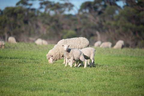 Fine Flavours - Full Day Kangaroo Island Food & Wine Tour - Tourism Gold Coast 9