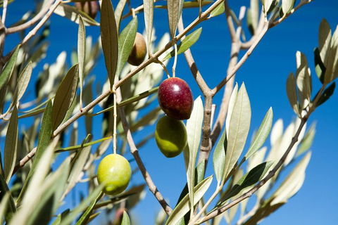 Fine Flavours - Full Day Kangaroo Island Food & Wine Tour - Tourism Gold Coast 3