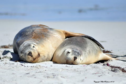 NEW TOUR - Kangaroo Island Road To Recovery Tour (1 Day/1 Night) - Tourism Gold Coast 3