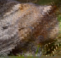 Cradle Mountain Wildlife Spotting after Dark - Tourism Gold Coast