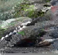 After Dark Tasmanian Devil Feeding Tour at Cradle Mountain - Tourism Gold Coast