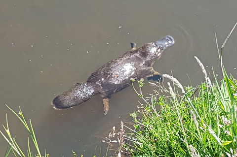 Cruise Ship Excursion: Gourmet Food & Wine - Tourism Gold Coast 2