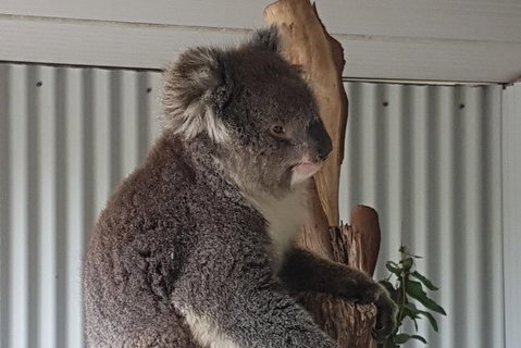 Shore Excursion: Coast, Caves And Wildlife Park - 8 Hour Tour - Tourism Gold Coast 11